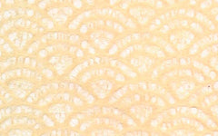 Japanese Lace Uminami